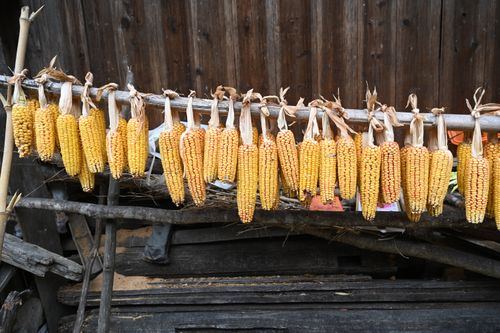 Free Rustic scene of dried corn ears hanging on a wooden rack for storage or drying. Stock Photo