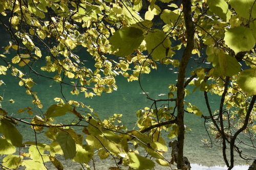 Free Sunlit yellow leaves frame a tranquil turquoise lake view, evoking a serene and peaceful autumn setting. Stock Photo