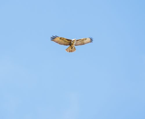 Free A stunning view of a hawk soaring against a bright blue sky, displaying its wingspan. Stock Photo