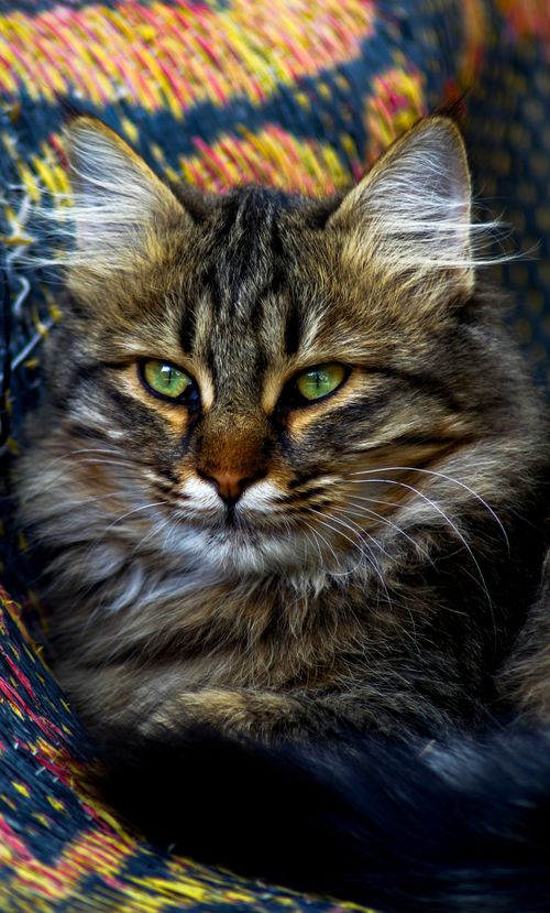 Free Stunning close-up of a Maine Coon cat with striking green eyes on patterned fabric. Stock Photo