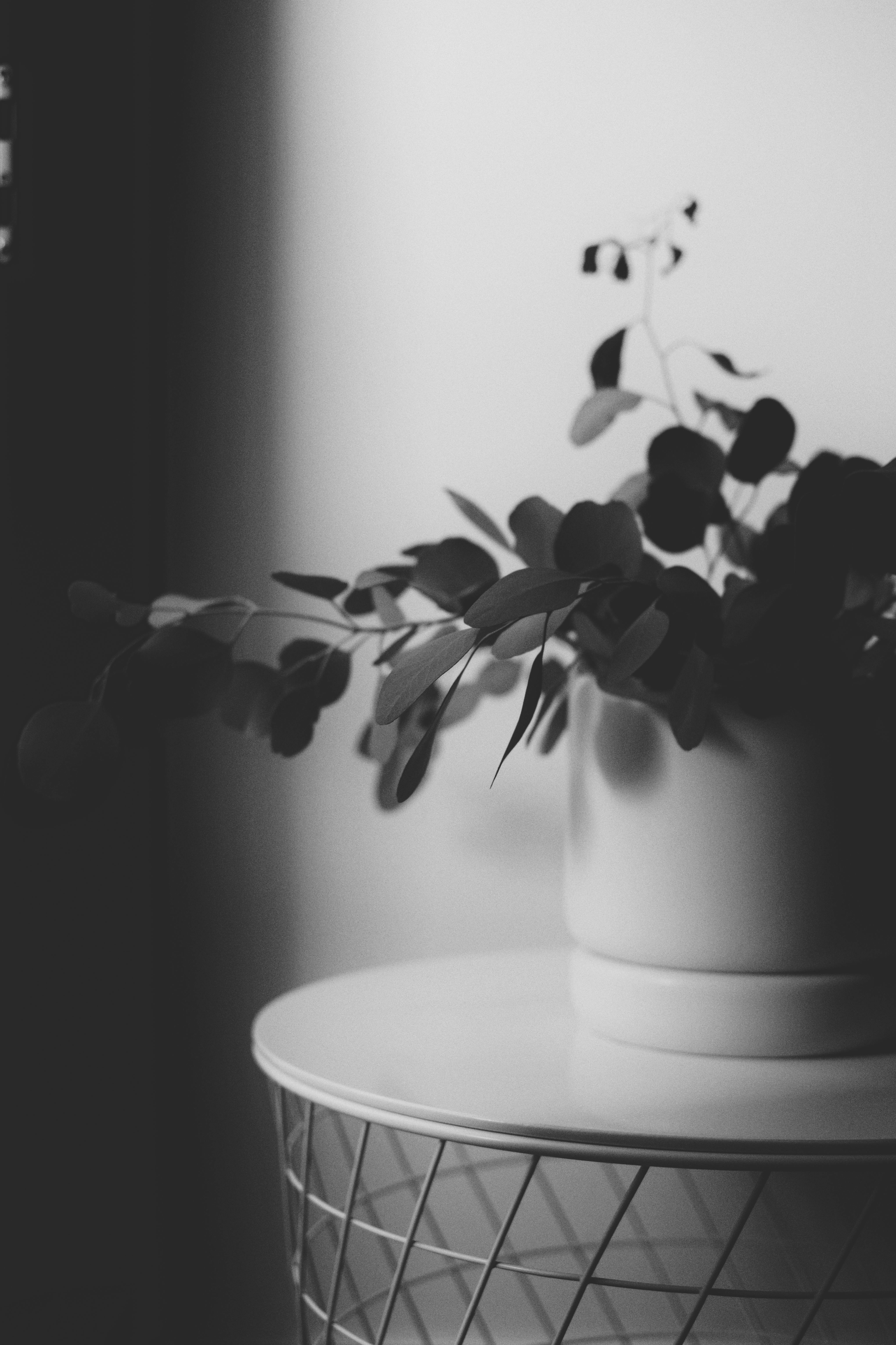 grayscale photo of plant on white pot