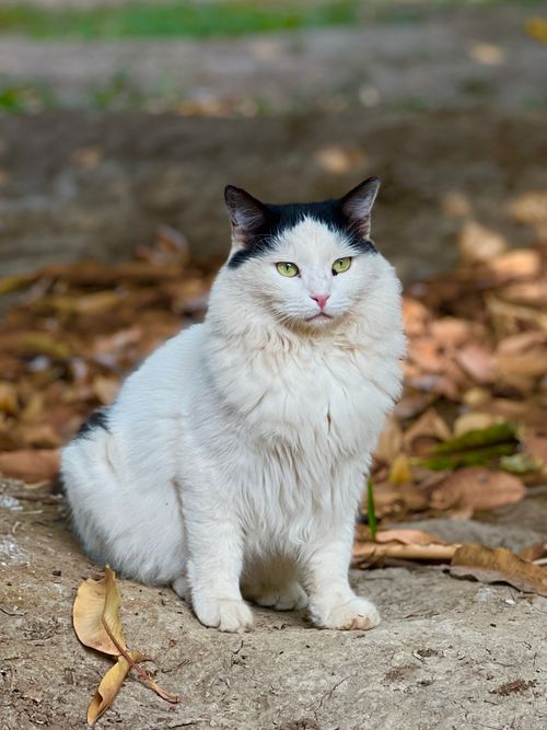 Free Charming white and black cat sitting among fallen autumn leaves, creating a serene outdoor scene. Stock Photo