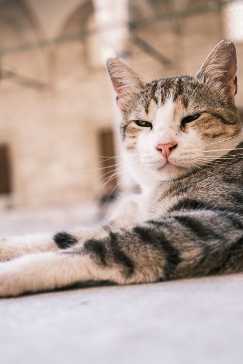 Free A relaxed tabby cat lying on the ground, enjoying a peaceful outdoor setting. Stock Photo