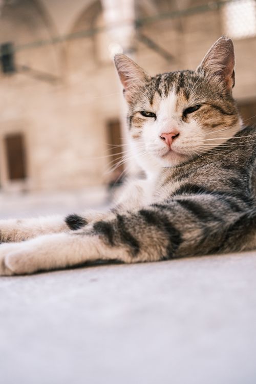 Free A laid-back tabby cat relaxing on a sunlit stone floor, outdoors with blurred architectural background. Stock Photo
