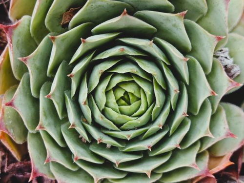 Free Detailed macro shot of a green succulent rosette with sharp leaf edges. Stock Photo