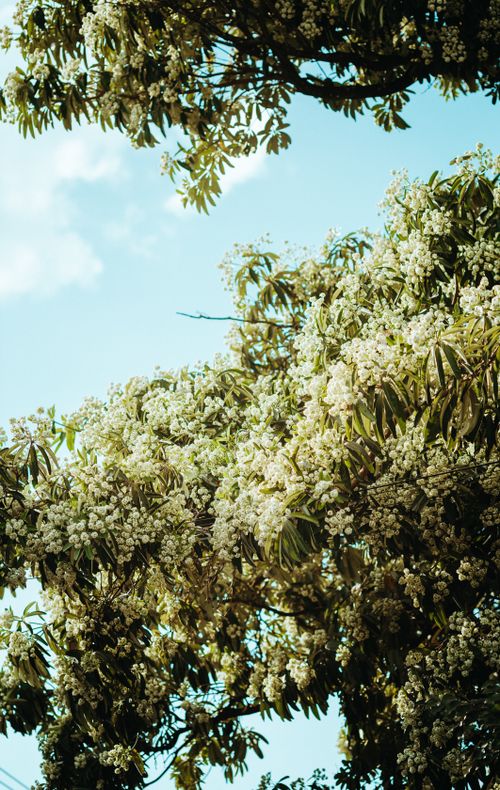 Free Lush tree branches with white blossoms set against a bright blue sky in Vietnam. Stock Photo