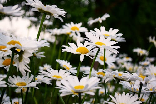 Gratis arkivbilde med blomster, blomsterblad, stilker