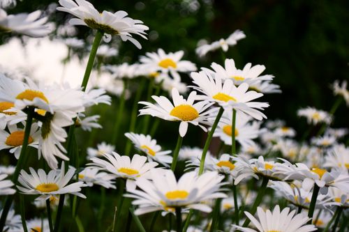 Free A beautiful close-up of white daisies with yellow centers in a lush outdoor setting, ideal for spring themes. Stock Photo