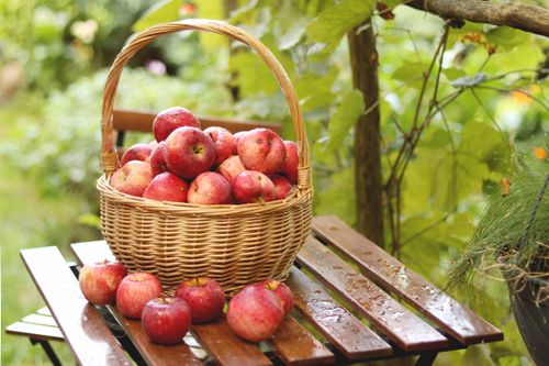 Free Charming display of fresh red apples in a basket on a garden table. Stock Photo