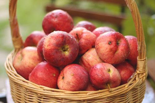 Free A basket filled with freshly harvested red apples, glistening with water droplets, perfect for autumn themes. Stock Photo
