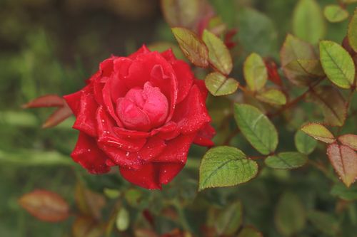 Free Close-up of a dew-covered red rose surrounded by green leaves. Stock Photo