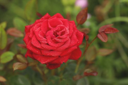 Free A close-up of a vibrant red rose with dewdrops against a lush green background. Stock Photo