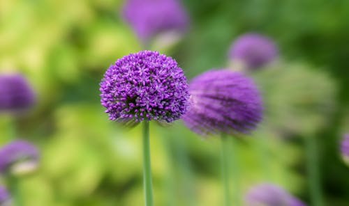 Photographie De Mise Au Point Sélective De Fleur Pétale Pourpre