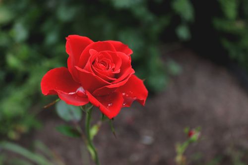 Free Close-up of a vibrant red rose with dew drops, symbolizing love and beauty. Stock Photo