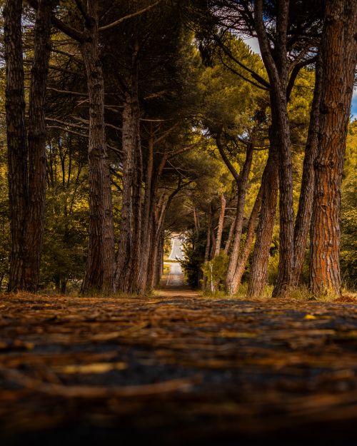 Free A serene forest pathway lined with tall trees, captured in warm autumn hues. Stock Photo