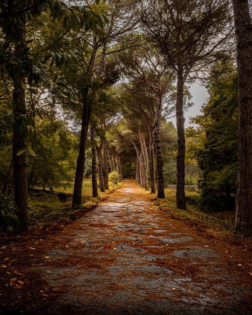 Free Tranquil forest pathway lined with tall trees, perfect for nature walks and outdoor exploration. Stock Photo