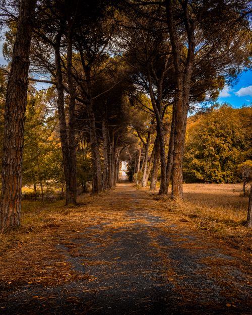 Free A picturesque pathway lined with tall trees showcasing vibrant autumn foliage under a clear blue sky. Stock Photo