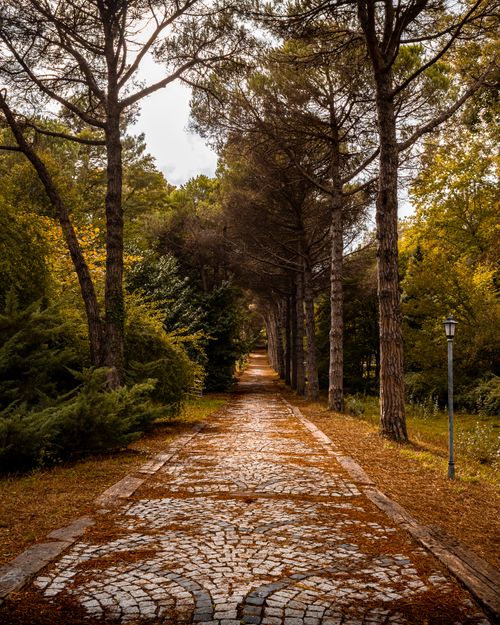 Free A peaceful paved path lined with tall trees during autumn, perfect for nature walks. Stock Photo