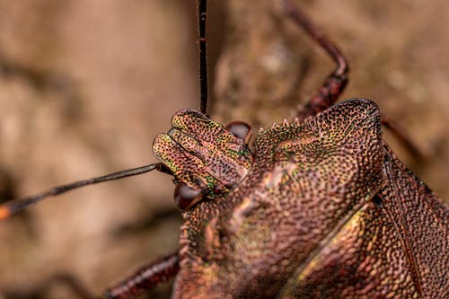 From above of red legged shieldbug with antennae crawling on ground in forest