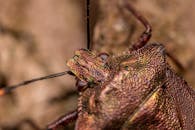 红腿盾甲虫从森林的地面上爬过