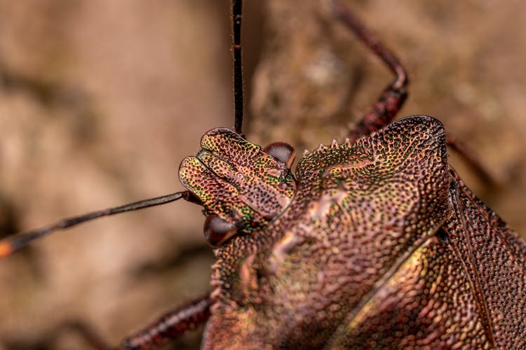 Colorful Forest Bug In Wild Nature