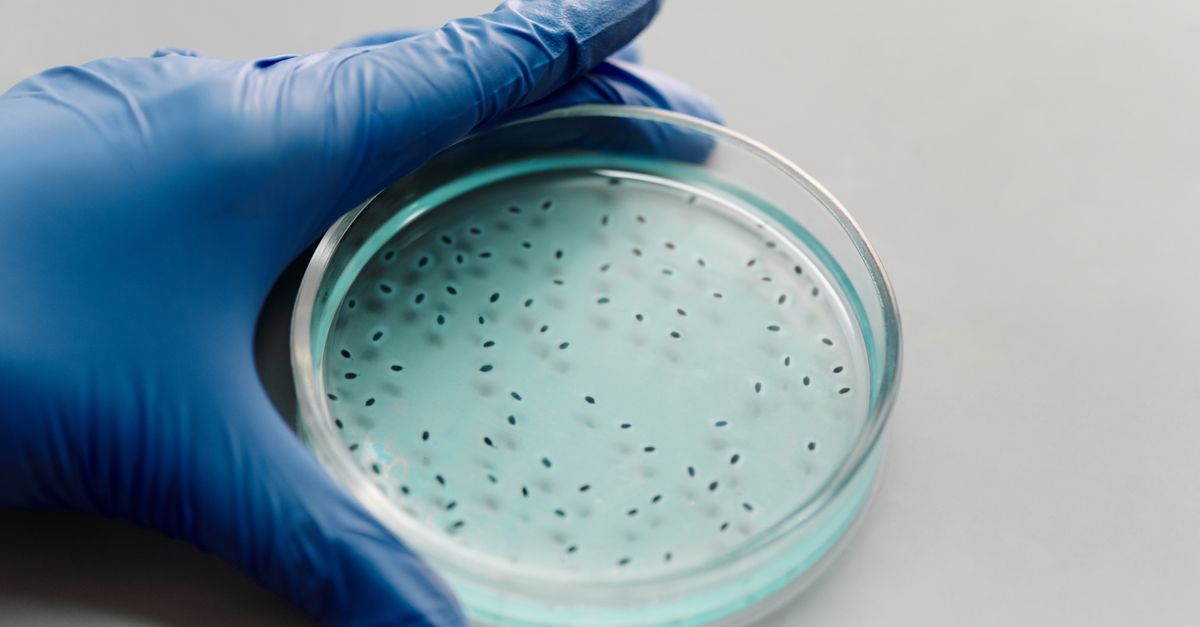 CDC Probes Salmonella and E.coli Outbreaks Linked to Alfalfa Sprouts