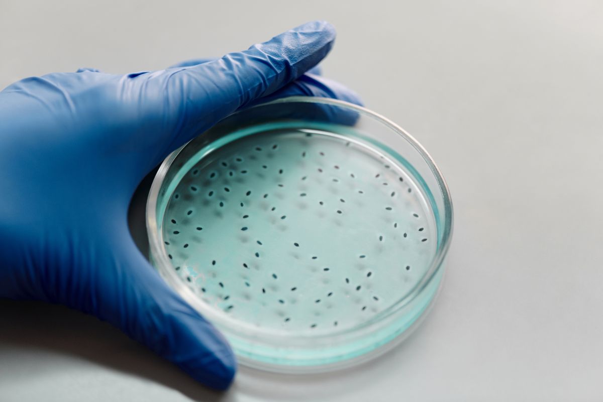 Gloved hand holding a petri dish showing microbial colonies grown on culture medium