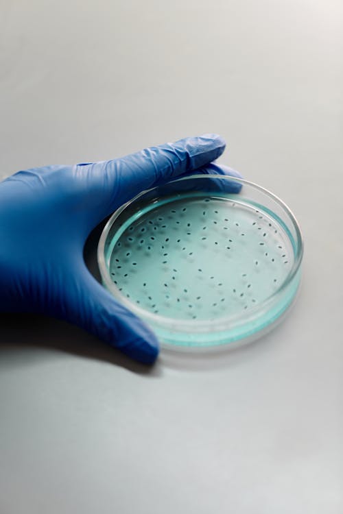 Photo of a Person Holding a Petri Dish with Blue Liquid