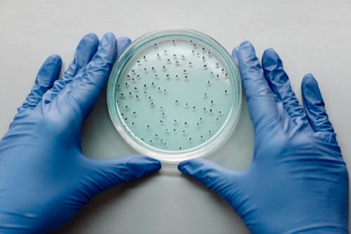 Photo of a Person's Hands Holding a Petri Dish with Blue Liquid