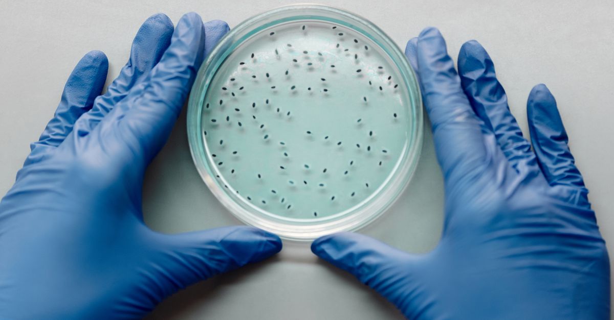 Study Links Placental Epigenetic Changes to Food Allergies