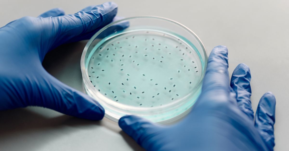 scientist in lab examining a petri dish, with a visual overlay of microplastic particles