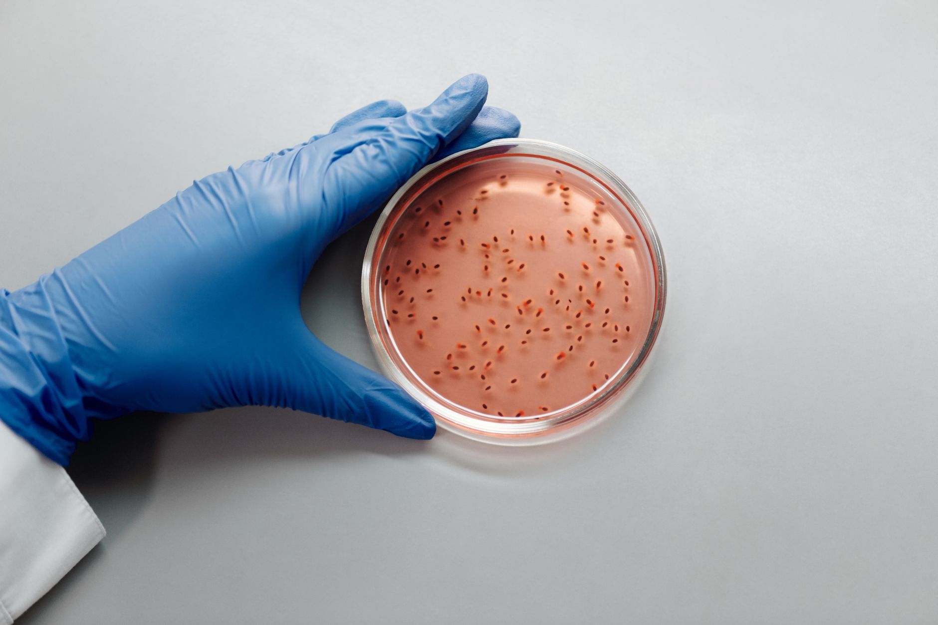 A gloved researcher examining a petri dish, illustrating the trial's formulation and dosing questions.