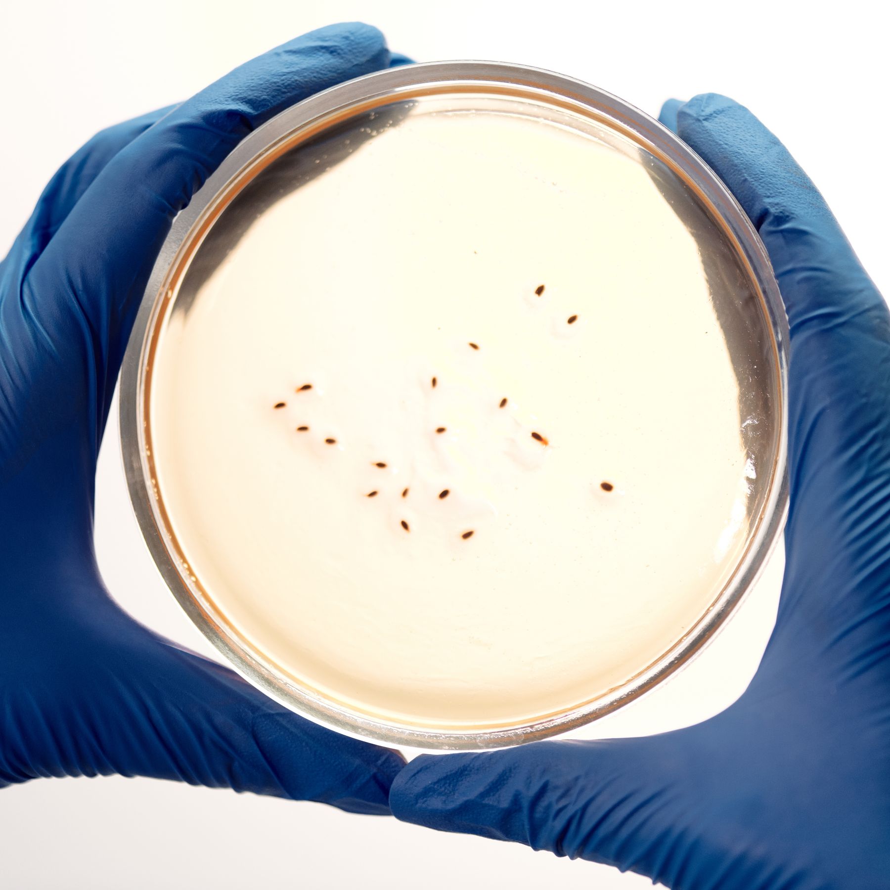 Gloved hands holding a petri dish with live bacterial colonies — typical microbiology QC workflow