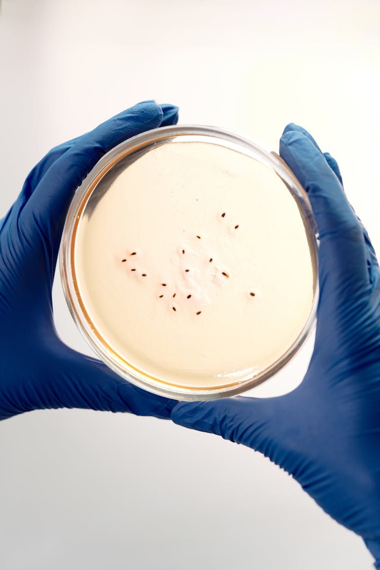 Person Holding A Petri Dish