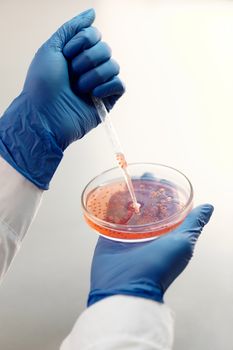 研究人员使用吸管在装满实验样本的培养皿中操作