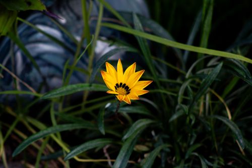 Free Close-up of a vibrant yellow Gazania flower blooming amidst lush green foliage. Stock Photo