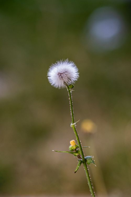 Free A dandelion seed head in focus, showcasing natural beauty and simplicity. Stock Photo