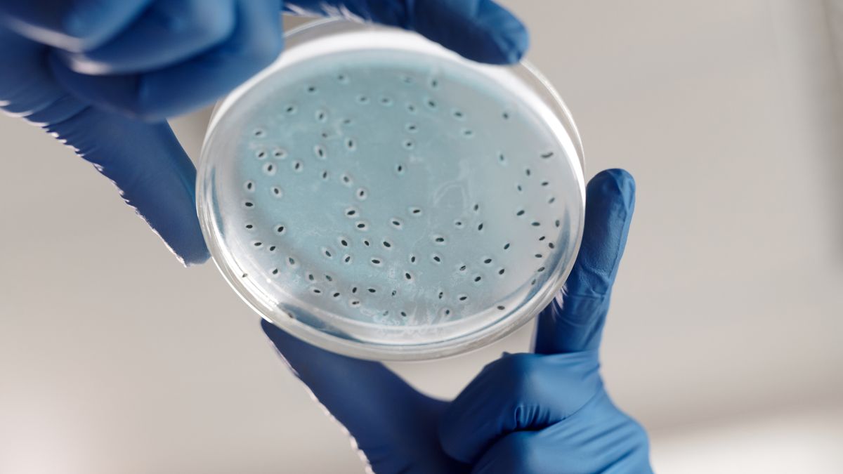 Limpact des probiotiques sur la santé digestive en 2026 - illustration