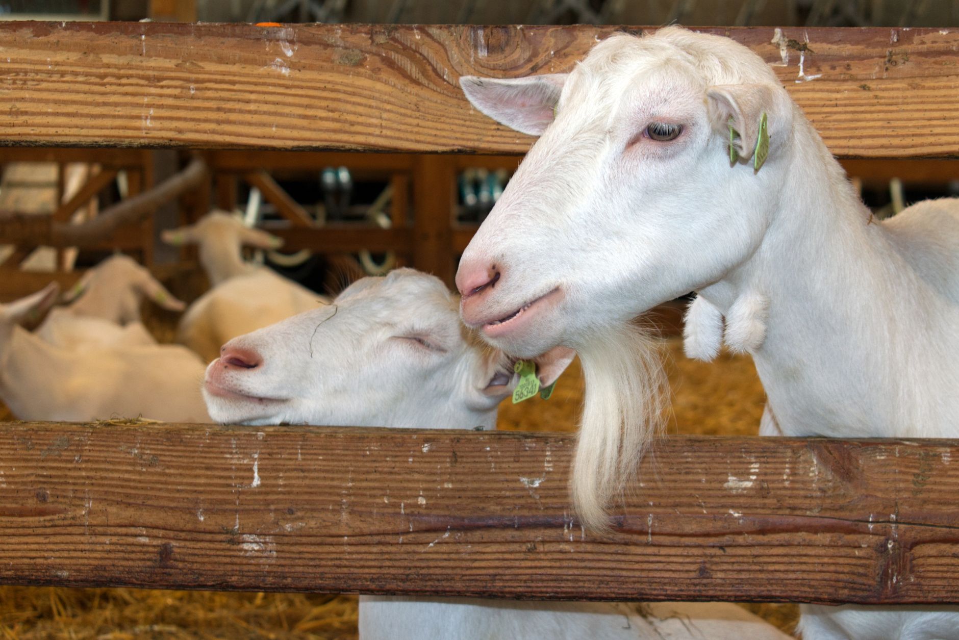 Green Meadows Farm Grandparents Day