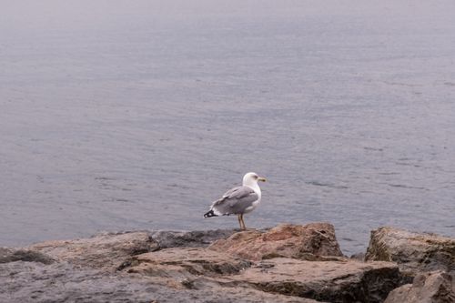 Free A lone seagull on rocky shoreline with the Bosphorus backdrop in Istanbul, Turkey. Stock Photo