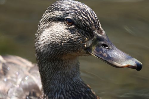 Free Detailed image showcasing the intricate patterns of a female mallard duck's plumage. Stock Photo