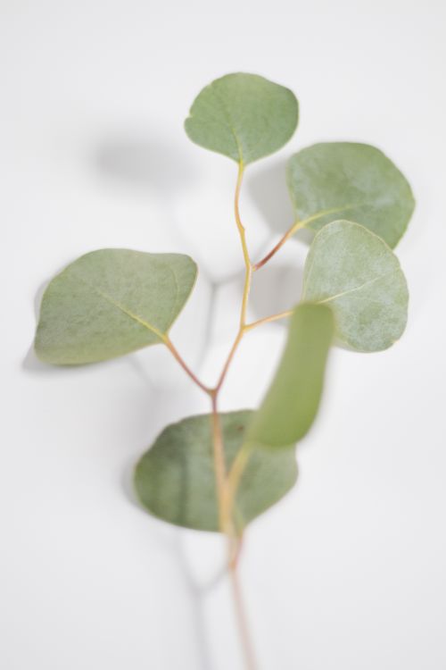 Free Fresh eucalyptus branch with green leaves on a white background, ideal for natural themes. Stock Photo