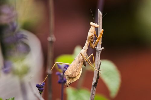 Free Detailed view of a brown praying mantis perched on a branch against a blurred background. Stock Photo