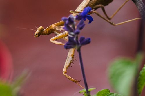Free Detailed shot of a praying mantis perched on a vibrant purple flower against a blurred background. Stock Photo