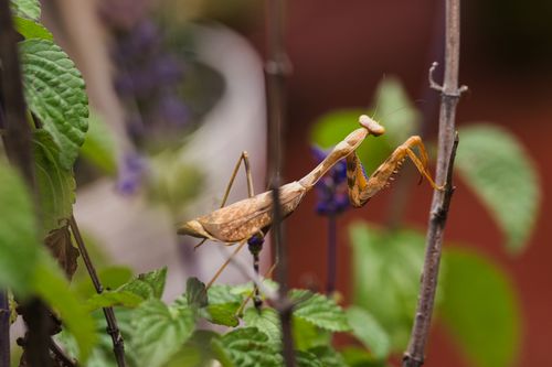 Free Close-up of a praying mantis perched on a plant, captured outdoors in Mexico City. Stock Photo