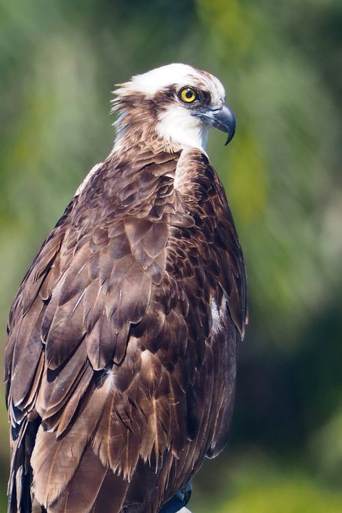Free Detailed portrait of an osprey, showcasing its striking yellow eyes and detailed feathers. Stock Photo