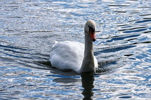 Free Elegant mute swan with orange beak gracefully swimming on a Berlin lake, reflecting sunlight on rippled water. Stock Photo