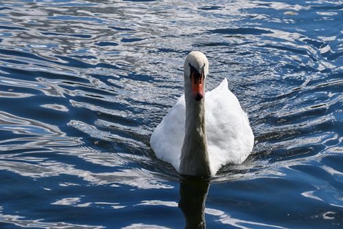 Free Beautiful mute swan with orange beak swimming in Berlin lake waters. Stock Photo
