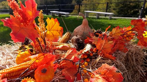 Free Colorful autumn harvest display with pumpkins, corn, and leaves, capturing fall's essence. Stock Photo
