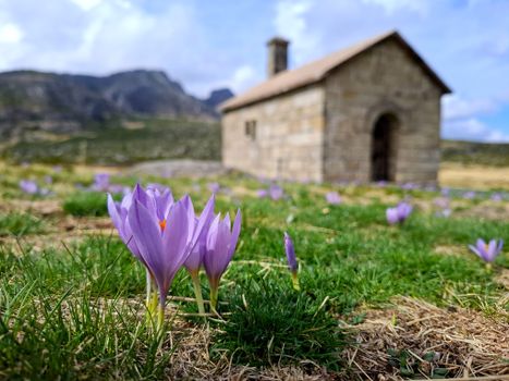 Vibrant crocus blooms in front of an ancient stone building in Manteigas, Portugal.